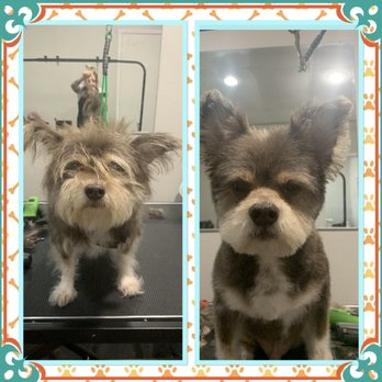 SHED Pet Salon - Pet Groomers Near Me - Denton, Texas SHED Pet Salon - Pet Groomers Near Me - Denton, Texas