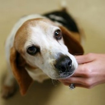 Pipe Creek Animal Clinic - Veterinarians Near Me - Sweetser, Indiana Pipe Creek Animal Clinic - Veterinarians Near Me - Sweetser, Indiana