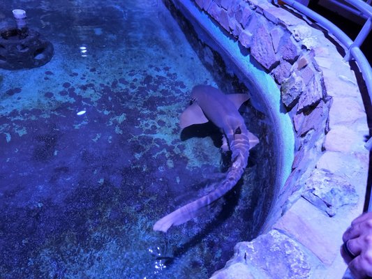 Key West Aquarium by null