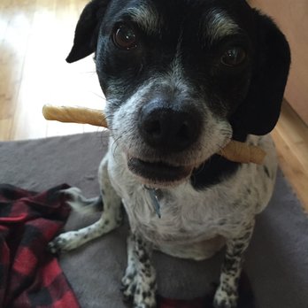 All About Restful Pets - Pet Hospice Near Me