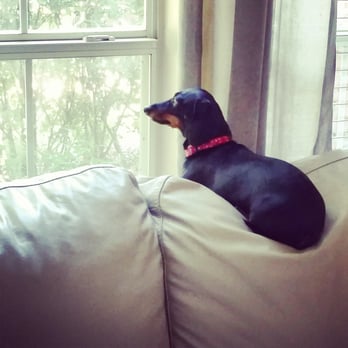 Pink Paw Pet Sitting - Pet Sitting Near Me Pink Paw Pet Sitting - Pet Sitting Near Me