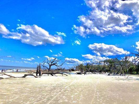 Driftwood Beach by null