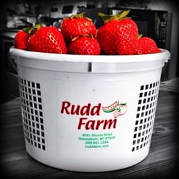 Rudd Farm Strawberries I Got This Past Season Rudd Farm Strawberries I Got This Past Season