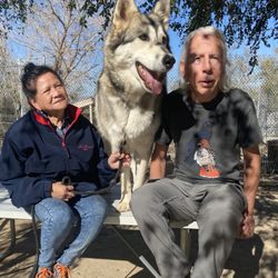 Palm Springs Podiatry - Cloud Dancer, one of many wonderful Wolves that have been saved, and that we regularly visit