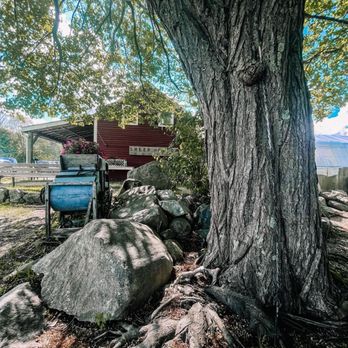 Peach Tree Farms - a wagon parked under a tree - Ice Cream & Frozen Yogurt Near Me - Salem, New Hampshire Peach Tree Farms - a wagon parked under a tree - Ice Cream & Frozen Yogurt Near Me - Salem, New Hampshire