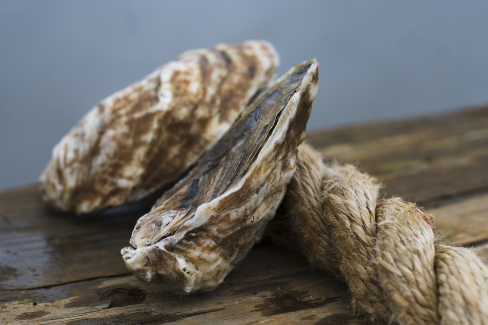 CAPE MAY SALT OYSTER FARMS Updated August 2024 8801 Berry Ave, Port