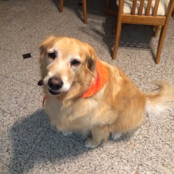 Diamond Bar Grooming - Orange Bandana - Happy Halloween! - Pet Groomers Near Me - Diamond Bar, California