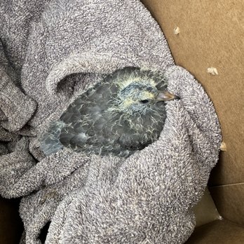 Native Animal Rescue - Baby bird rescued by NAR! - Animal Shelters Near Me - Santa Cruz, California Native Animal Rescue - Baby bird rescued by NAR! - Animal Shelters Near Me - Santa Cruz, California