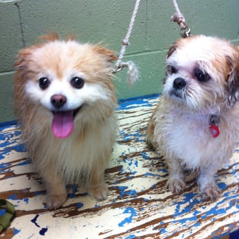 Bubble Bath Party - Pet Groomers Near Me - Canoga Park, California