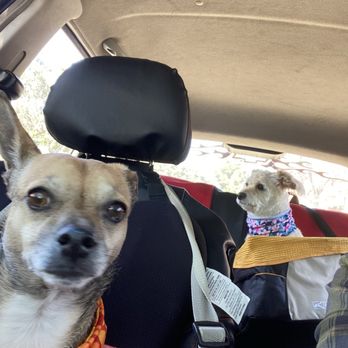 Pacific Pet Hospital - Pepsi and Daisy - Veterinarians Near Me - Chula Vista, California Pacific Pet Hospital - Pepsi and Daisy - Veterinarians Near Me - Chula Vista, California