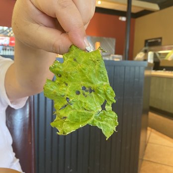 Jason's Deli - Jason's deli lettuce - Sandwiches Near Me - Clearwater, Florida Jason's Deli - Jason's deli lettuce - Sandwiches Near Me - Clearwater, Florida