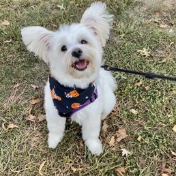 Our pup Snowy after a cut with her cute Halloween bandanna courtesy of city tails - A small white dog with large, fluffy ears and a cheerful expression is sitting on a grassy area with fallen leaves. The dog is wearing a dark bandana decorated with Halloween pumpkins and stars, and is attached to a leash. The background shows a mix of grass and dirt.