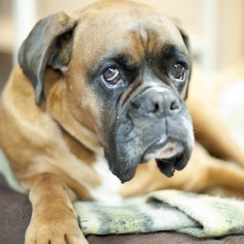 Tyroller Grafische Dienstleistungen - Unser Teamhund "Xerox", auch bekannt als das Fussball WM Orakel. - Printing Services Near Me - Munich, BY Tyroller Grafische Dienstleistungen - Unser Teamhund "Xerox", auch bekannt als das Fussball WM Orakel. - Printing Services Near Me - Munich, BY
