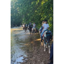 Riverside Riding Stables - Staying cool