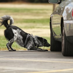 Good Dog Dog Training - Jackson, 2 yrs old, finding the odor on his vehicle search on his way to earning our Nose Work 1 title.