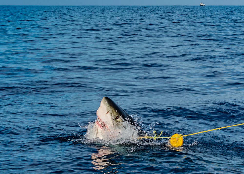 San Diego Shark Diving Expeditions Logo