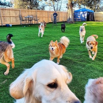 Woof to Wow - Pet Training Near Me