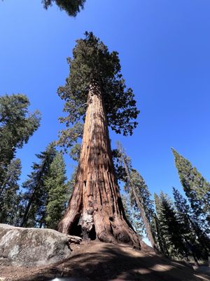 Sequoia National Forest by null
