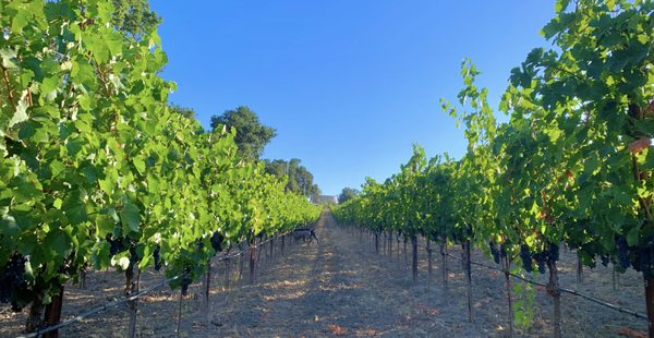 Willow Creek Wine Co. by null