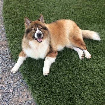Kano's Pet Grooming  Mobile Service - Pet Groomers Near Me