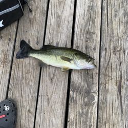 Logan Hills Campground - Little bass