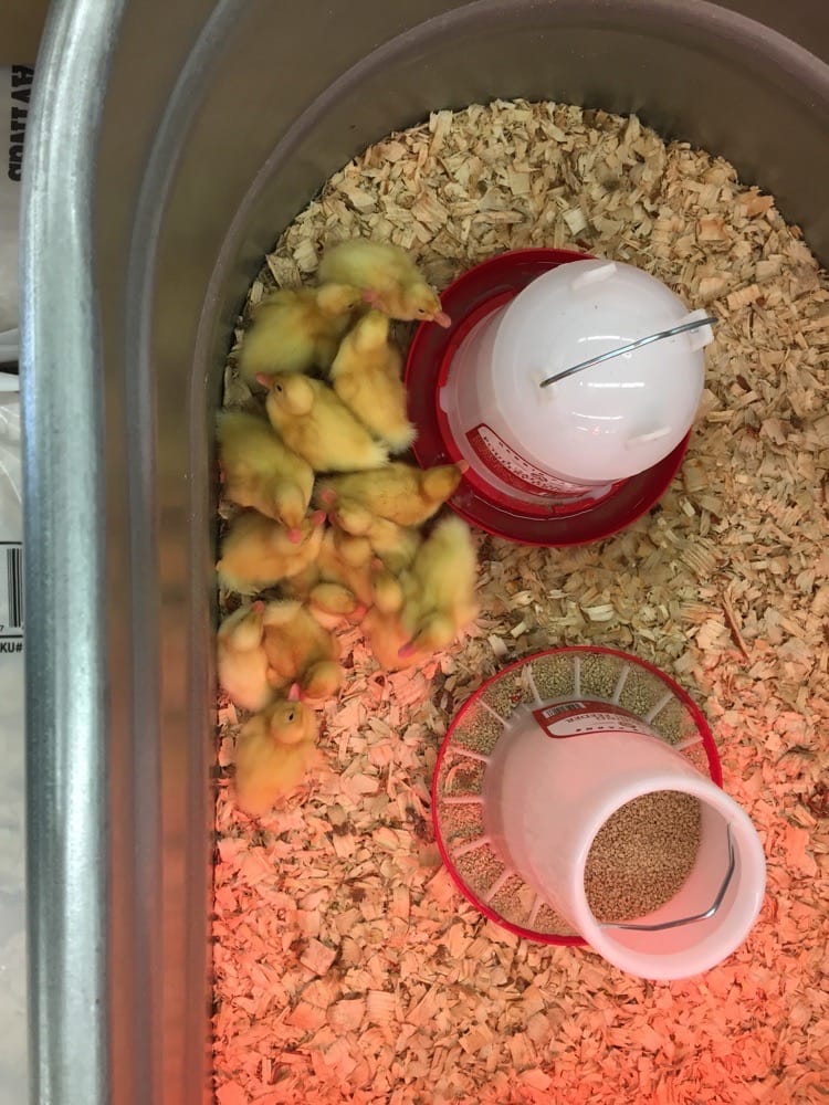 TRACTOR SUPPLY Updated August 2024 12 Reviews 7431 Gall Blvd