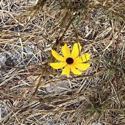 Yellow Fever Creek Preserve