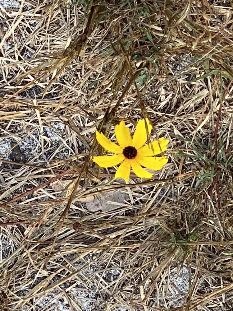 Yellow Fever Creek Preserve Image
