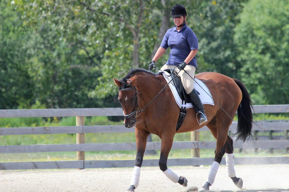 HORSE SENSE with photos Updated August 2024 23 Photos 300