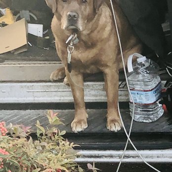TV-Installer - Rocket is Johns trusty side kick.  Super friendly and I brought my terrier outside to hang out with him for a bit! - TV Mounting Near Me