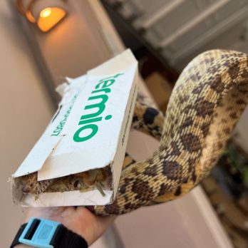 Rattlesnake Solutions - snake removal - Wildlife Control Near Me - Phoenix, Arizona Rattlesnake Solutions - snake removal - Wildlife Control Near Me - Phoenix, Arizona