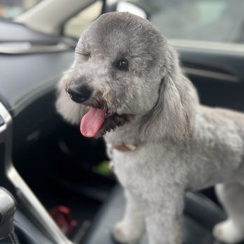 Doggy Daze - Pet Groomers Near Me - Phoenix, Arizona