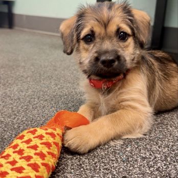 Wags & Walks - Ciao, 8 weeks old, terrier-poodle mix - Animal Shelters Near Me - Los Angeles, California Wags & Walks - Ciao, 8 weeks old, terrier-poodle mix - Animal Shelters Near Me - Los Angeles, California