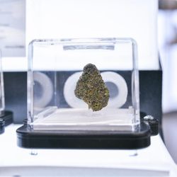 JARS Cannabis