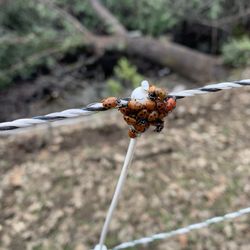 R-Ranch At the Lake - Lady bugs