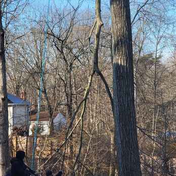 Compton's Tree Service - Tree Services Near Me - Culpeper, Virginia Compton's Tree Service - Tree Services Near Me - Culpeper, Virginia