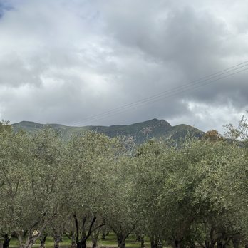 Ojai Olive Oil - Grove - Olive Oil Near Me - Ojai, California Ojai Olive Oil - Grove - Olive Oil Near Me - Ojai, California