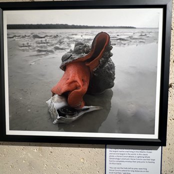 The Bailey-Matthews Shell Museum - Artwork - Museums Near Me - Sanibel, Florida