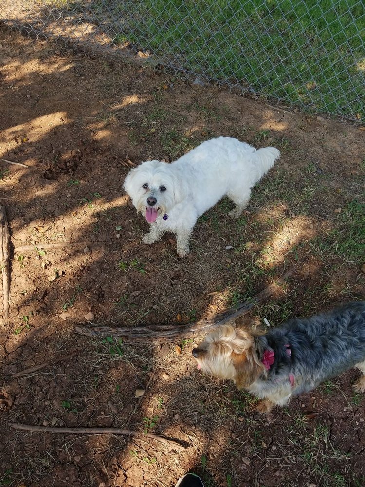 Social spots from The Vito Baxter Puppy Promenade