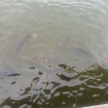 Stumpy's  Lakeside Grill - Peep the animals, it was so much fun!! - American Near Me - Granbury, Texas