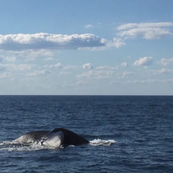 Capt Bill & Sons Whale Watch - Fantastic tour! - Boat Charters Near Me - Gloucester, Massachusetts