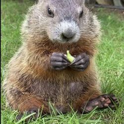 Groundhog Days