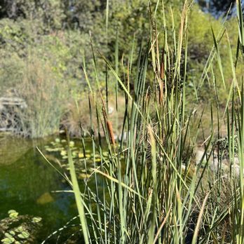 California Botanic Garden - Botanical Gardens Near Me - Claremont, California