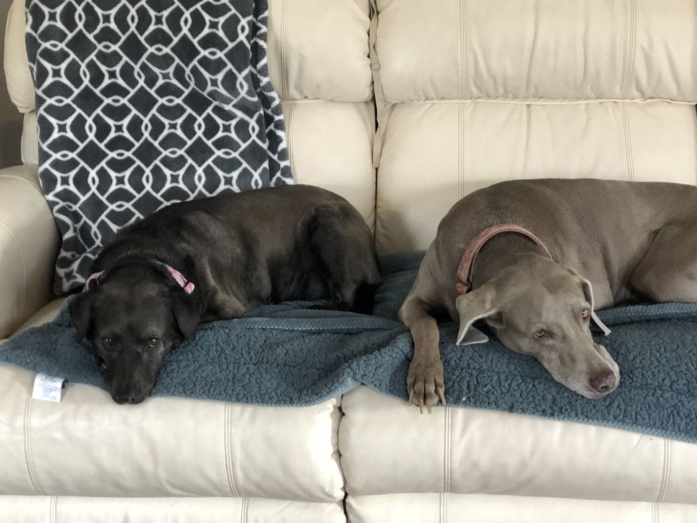 BLISSFUL PET SALON Updated July 2024 8182 E Florentine Rd, Prescott