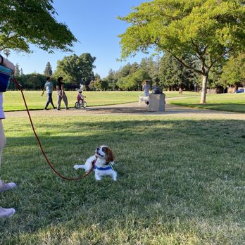 Petra K9 - Staying calm with dogs passing by - Pet Training Near Me Petra K9 - Staying calm with dogs passing by - Pet Training Near Me