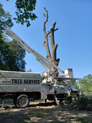 Branch Removal - Tree needs trimming ? Give us a call! Branch Removal - Tree needs trimming ? Give us a call!