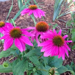 Wild Rose Garden & Tree Service Inc - Beauty is High Maintenance