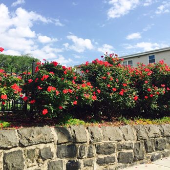 Old Glory Park - Roses - Parks Near Me - Weehawken, New Jersey