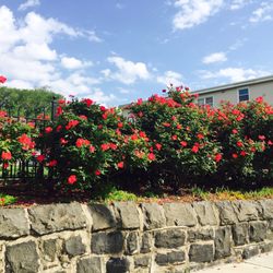 Old Glory Park - Roses