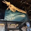 Burke Museum gift card